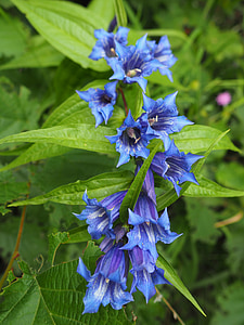 bellflower, wild, nature, purple, flower