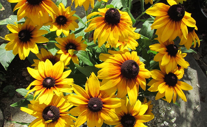 kesällä, Potted, väri, keltainen, Luonto, kukka, auringonkukka