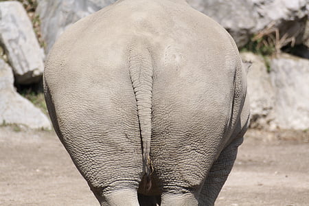 동물, 코뿔소, 엉덩이, 동물원, 후면, 꼬리