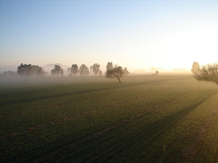 domaine, brouillard, aube, Agriculture, nature, scène rurale, ferme