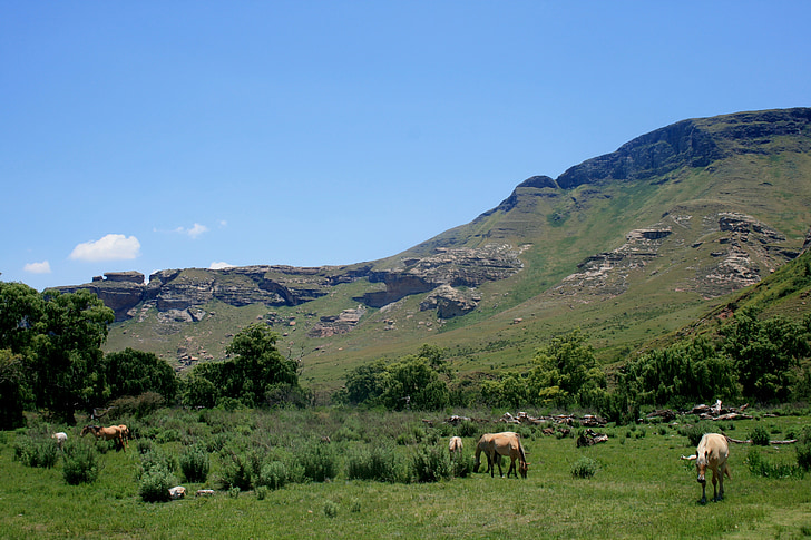 horses grasing, mountain, green slope, green meadow, field, sky, green trees