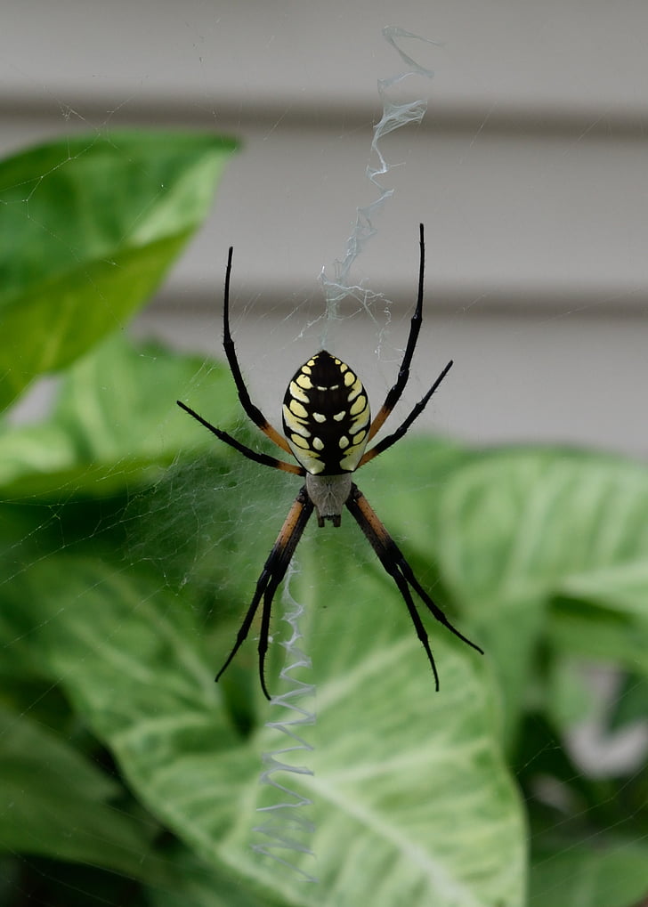 edderkopp, hage, Web, arachnid, Lukk, insekt, feil