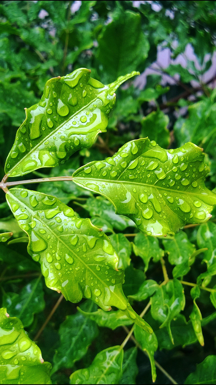 plant, rain, garden, water, green, leaf, natural