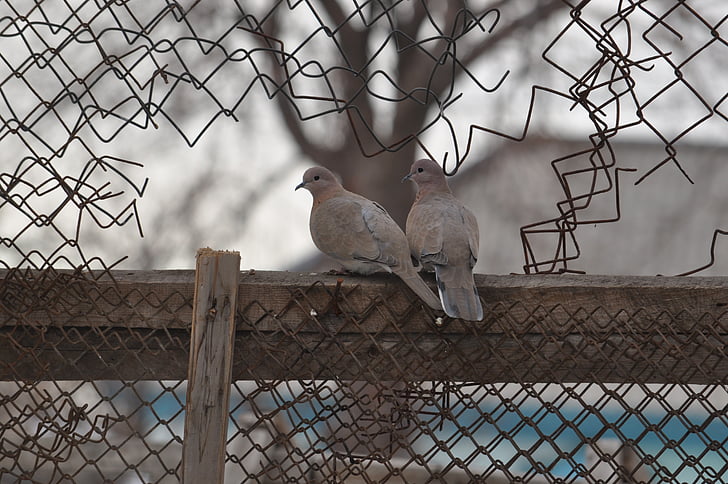 pigeons, love, sky, chainlink fence, bird, cage, day