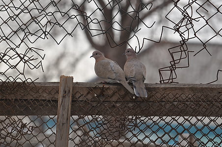 pigeons, love, sky, chainlink fence, bird, cage, day