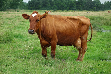vache, bovins, bétail, animal, mammifère, ferme, Agriculture