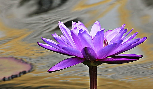 water lily, Nuphar lutea, thực vật thủy sinh, Blossom, nở hoa, Ao, Thiên nhiên