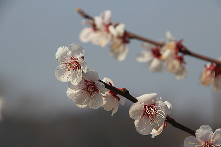 plum flower, flowers, spring, it is one of the, beauty, pink, white flowers