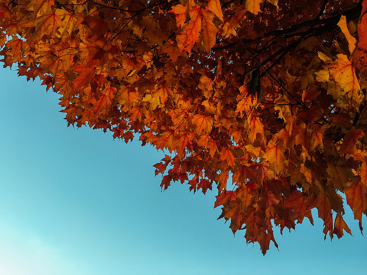 rdeča, javor, drevo, oranžna, listi, padec, jeseni