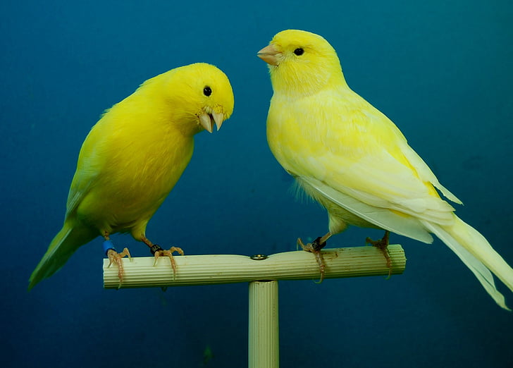 chim hoàng yến, màu vàng, Aviary
