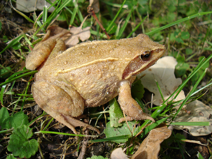 toad, meadow, nature, amphibians, frog, amphibian, animal