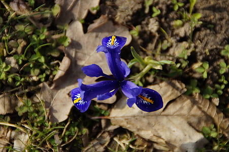 Iris, bunga liar, biru, biru iris, Iricaceae, mekar, alam