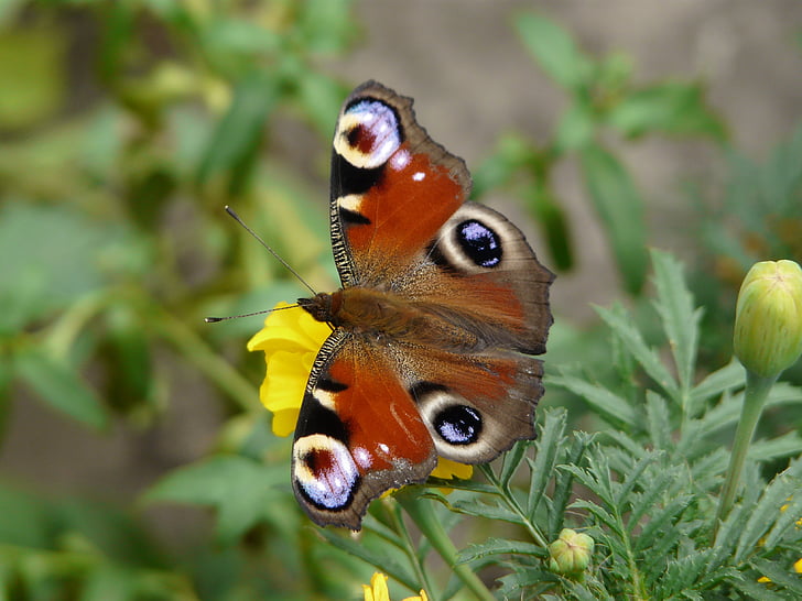 nature, summer, flowers, one animal, animal themes, animals in the wild, animal wildlife