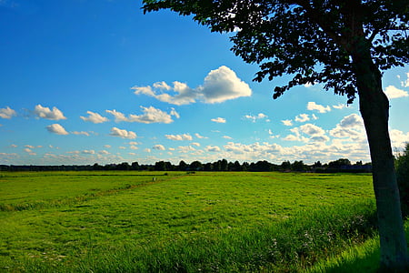 поле, ливада, трева, пейзаж, крайградски, селски, небе