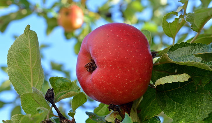 ябълка, Панчев кант ябълка, плодове, вкусни, плодове, ябълковото дърво, храна