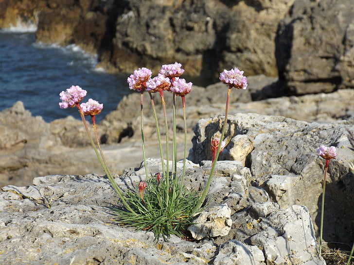 βράχια, βράχια, λουλούδι, φυτό, λιτότης στη θάλασσα, Armeria maritima