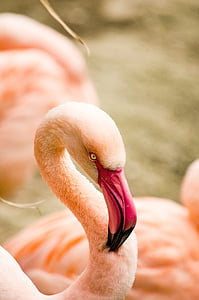 Flamingó, madár, vízimadár, rózsaszín, állatkert, rózsaszín flamingó, természet