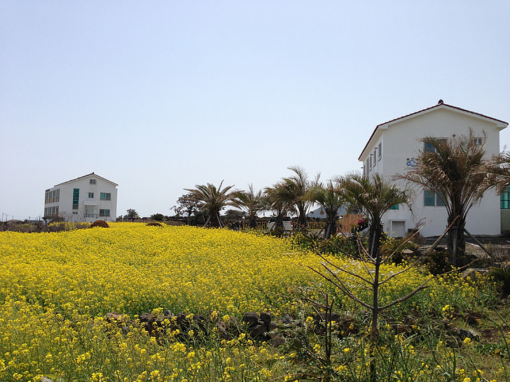 Jeju island, Jeju, voldtekt blomster