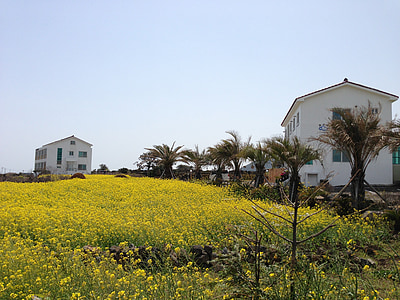 île de Jeju, Jeju, fleurs du viol