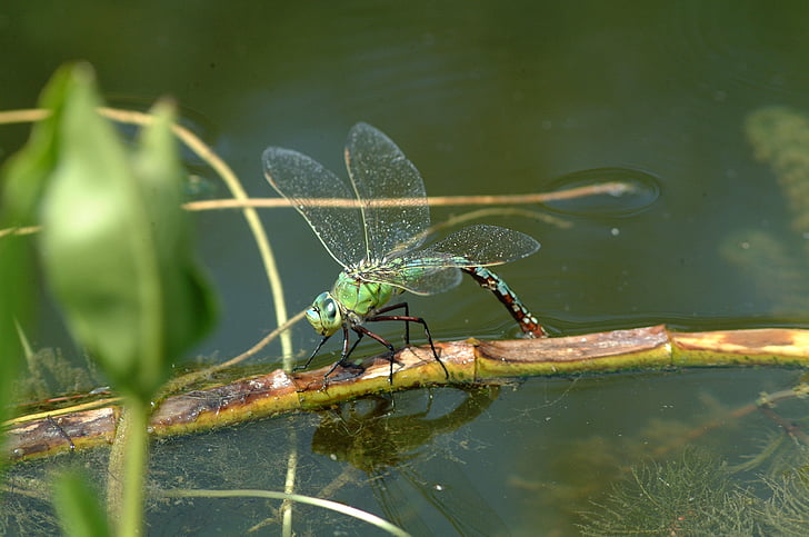 Dragonfly, Příroda, hmyz, makro, zelená, rybník, Demoiselle