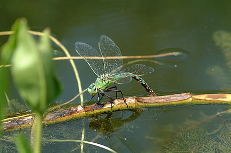 dragonfly, nature, insect, macro, green, pond, demoiselle