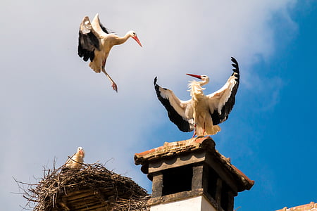 storks, birds, animal, storchennest, fly, nest, plumage