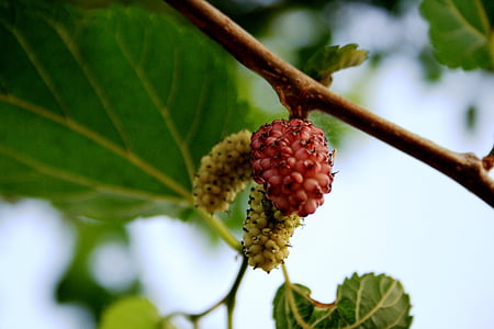 mulberry, white, pink, delicate, sweet, ripe, fruit