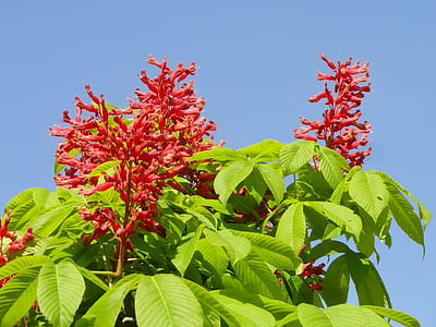 Aesculus Παβία, κόκκινο buckeye, πυροτέχνημα φυτών, αγριολούλουδα, χλωρίδα, βοτανική, φυτό