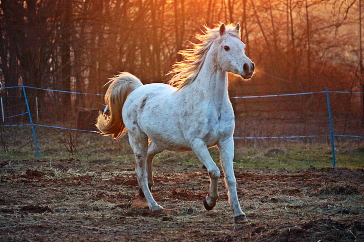 con ngựa, nấm mốc, Thoroughbred ả Rập, đồng cỏ, buổi tối ánh sáng, khớp nối, vật nuôi