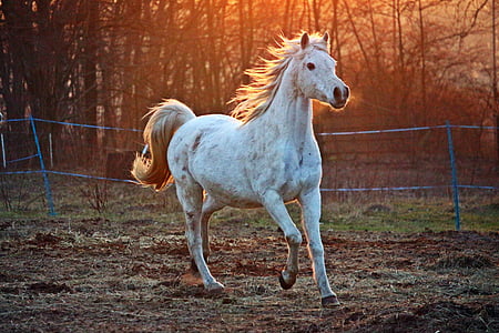 kuda, cetakan, keturunan asli Arab., padang rumput, cahaya malam, Coupling, hewan domestik