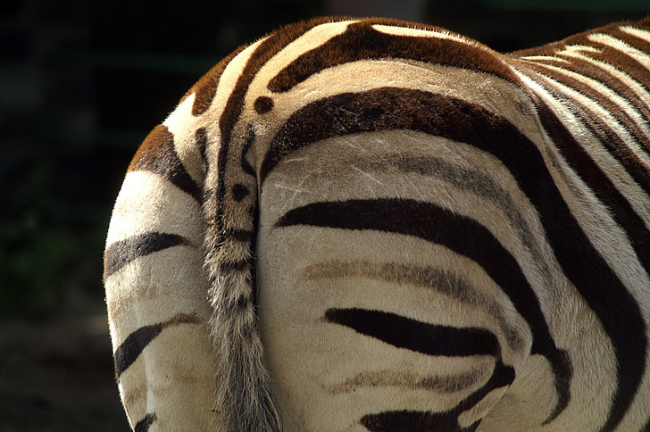 Zebra, Kehrseite, schwarz / weiß, Safari, Streifen