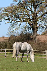 horse, field, tree, white, animal, farm, equine