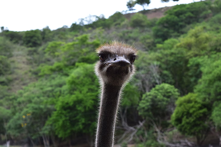 ostrich, neck, eyes, fauna, ostrich looking, zoo, long neck