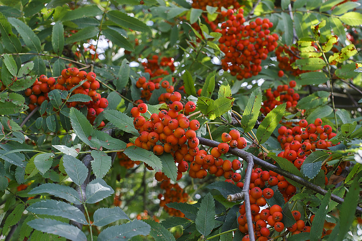 Rowan, rouge, arbre, Grono, plante, Beaucoup, belle