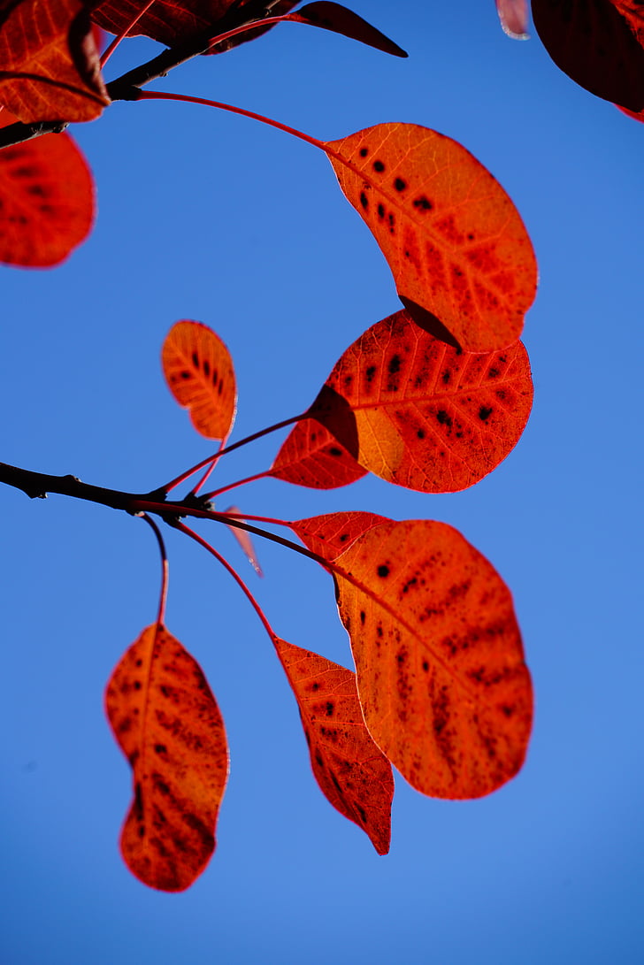 peluca de cepillo, hojas, follaje de otoño, rojo, patrón de, CÓTINUS, coggygria
