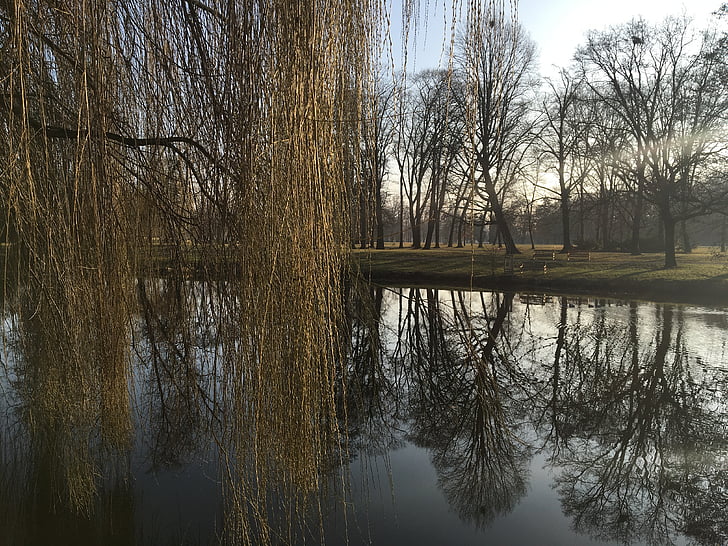 water, willow, spring, nature, reflection, bare tree, lake