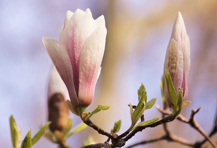 Magnolia, flor, floración, primavera, rosa, árbol de la flor, árbol floreciente