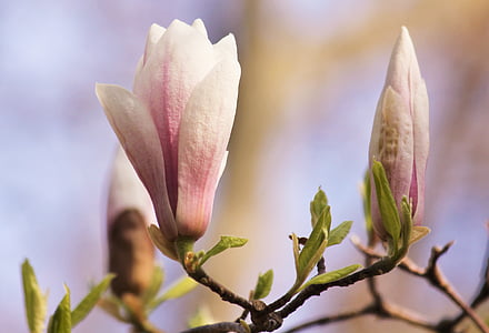 Magnolia, Blossom, Bloom, lente, roze, bloem, boom, bloeiende boom