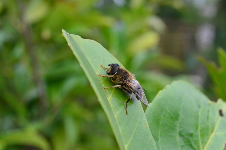 hmyz, Fly, nahmaufnahme