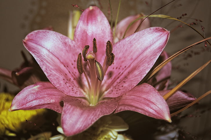 lily, blossom, bloom, flower, pink, nature, plant