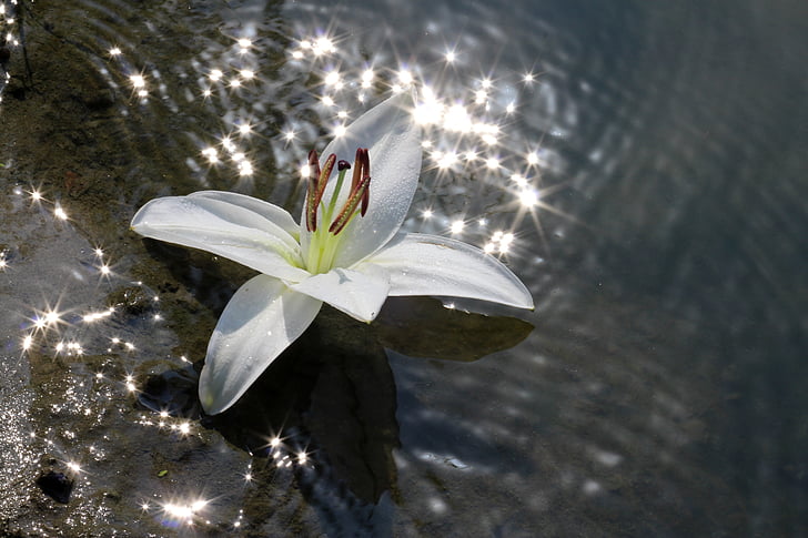 Lily, vand, blomst, refleksion, hvid, skinne, solen