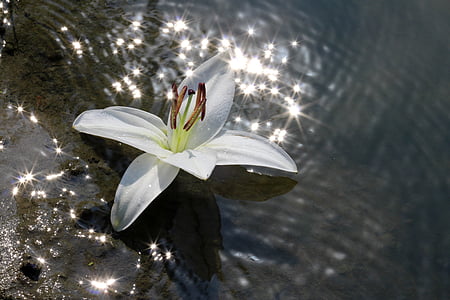 Lily, vann, blomst, refleksjon, hvit, glans, solen