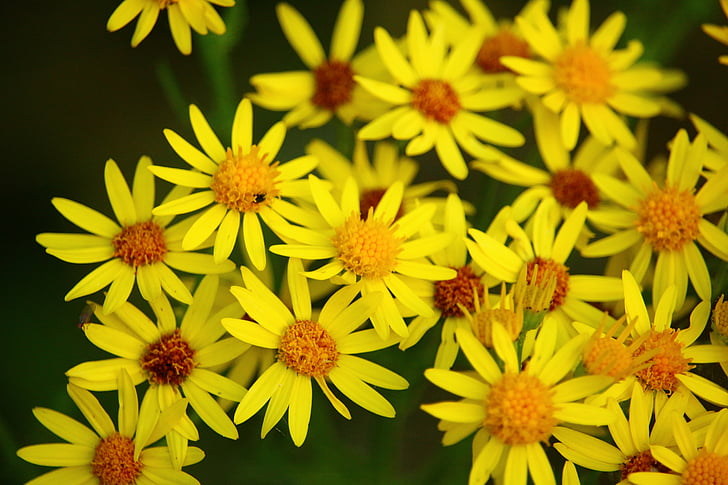 bunga, ragweed mekar, ragweed Yakub, komposit, menunjuk bunga, kuning, ragwort Yakub