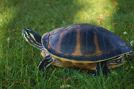 water turtle, turtle, reptile, garden, pet, grass, nature