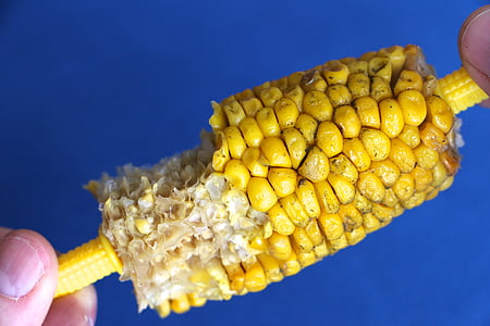 mazorca de maíz, apretones del dedo, mordido, delicioso, maíz, amarillo, alimentos