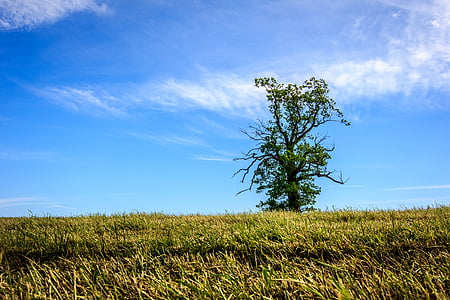 pohon, tunggal, hijau, bidang, cakrawala, alam, langit