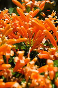 orange, blomst, haven, grøn, natur, blomstermotiver, plante
