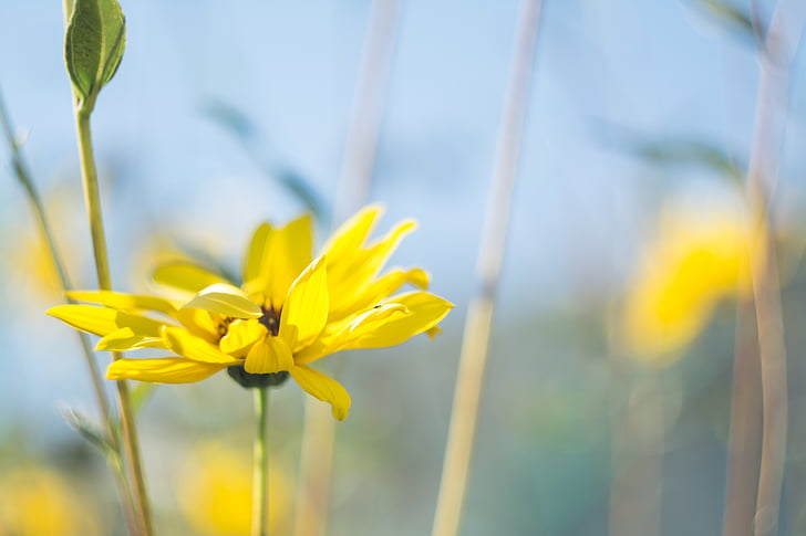 yellow, daisy, tilt, shift, lens, flower, flowers