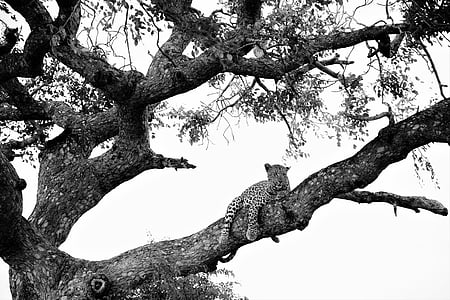 leopard on tree, black white recording, attention, africa, tree, black And White, nature