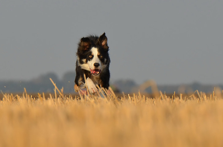 Running dog, veld, zomer, hond, huisdieren, Bordercollie, dier